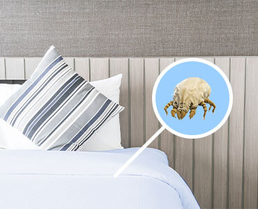 Dustmite Treatment
