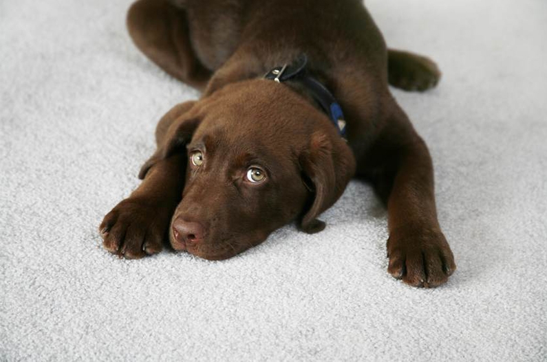 A Healthy Dog on a Clean Carpet