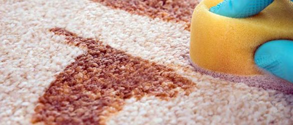 Shampooing the carpet