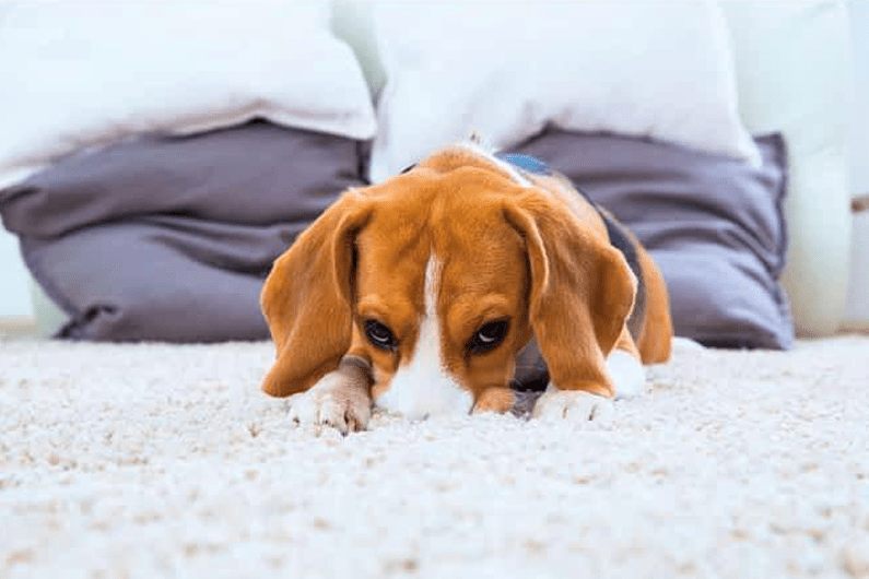 A dog smelling a smelly carpet