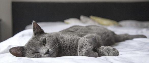 Pets-Sleeping-Mattress