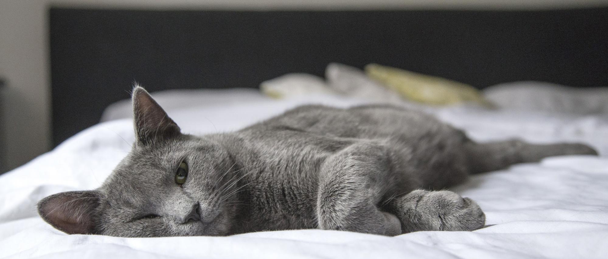 Pets-Sleeping-Mattress