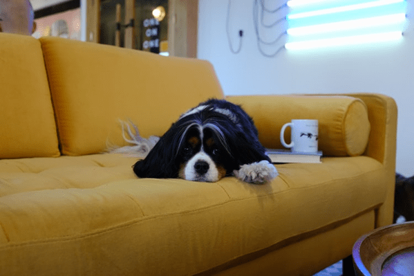 Manage dust mite problems with SG sofa cleaning services