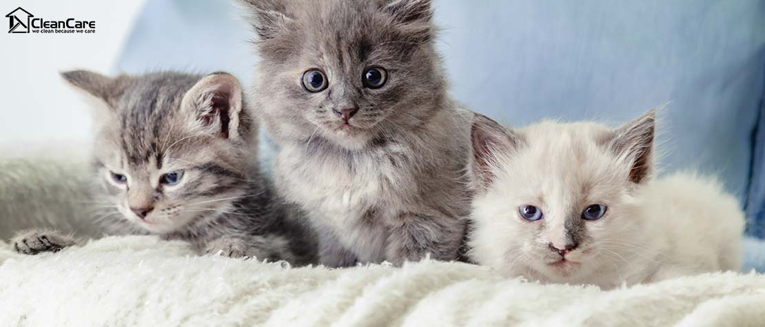 Sofa cleaning Cover surfaces with a pet blanket