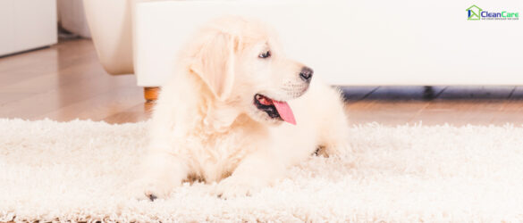 How To Keep Your Carpet Clean When You Have Pets At Home