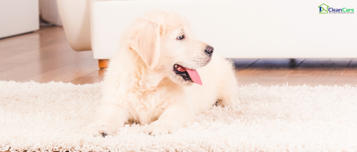 How To Keep Your Carpet Clean When You Have Pets At Home