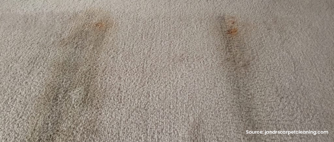 Mould starts to grow on the carpet - office carpet cleaning