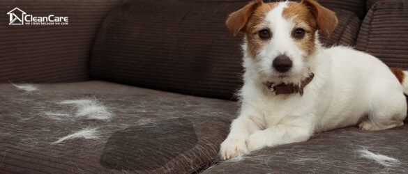5 Frequently Asked Questions About Sofa Cleaning Services in Singapore Answers from the Experts