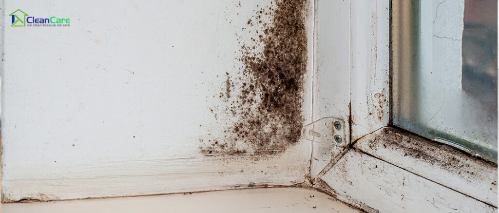 Vacuuming a carpet to eliminate musty home smells.